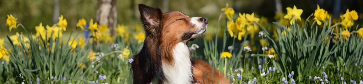 The Adventures of Aramis